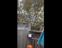 Squirrel steals pumpkin Halloween decoration from balcony