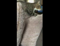Cat kneads throw pillows on couch 