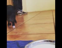 Small black baby pig piglet drinks milk 