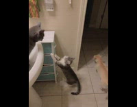 Cat climb open drawer to steal treats