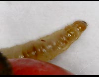 Larvae bug creates small line of droplets in the microscope