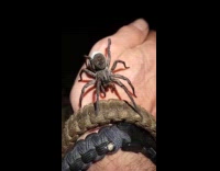 Man holding wolf spider caught moth