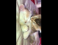 Two kittens kiss nibble each other face