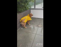 
Golden retriever dog wearing a rain coat doing a funny butt dance