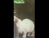 Kitten cat purrs hides behind flower pot 