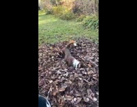 Dog jump on pile of leaves get ball