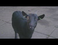 Black goat with ear clippings stare at camera