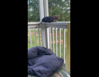Cat fell down from the porch fails