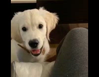 Golden retriever puppy dog smiles on command 