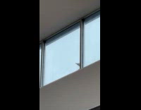 Goose tries to enter through mall window