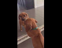 brown puppy dog looks at mirror reflection