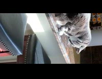 KaleSaladIG - Cat is friends with ladybug on kitchen counter