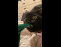 Black cat tug of war green shirt 