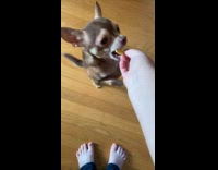 Pet dog stands to dance and spin for cheese from owner