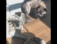 French bulldog rubs genitals on larger dog 