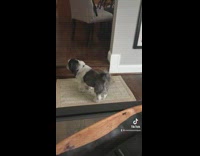 Dog cleans feet on welcome mat 
