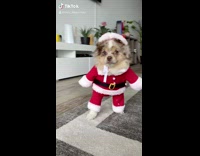 Small brown dog wears santa suit costume 