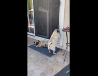 Dog slides open door goes inside the house