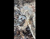 Guys shows rare sighting of horned lizards