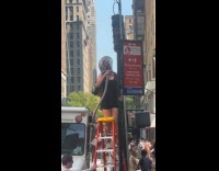 Bee swarm hive on parking sign post Part 2