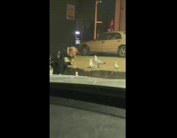 Woman French fries lure mouth seagull nighttime