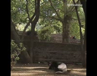 Guy frontflips off park ledge and lands on his side, slow motion effect