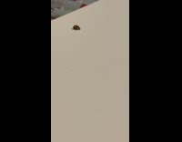 Lady bug did backflip sign it was their friend 