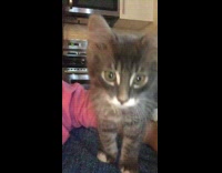 Grey white cat yawns pink sweater girl 