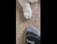 Girl plays bubble gum game with her white cat and pushes it over 