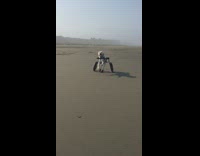 Slowmo Wheelchair Dog Runs Across Wet Beach