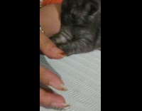 Collab PLC - Black Kitten Plays with Ladys Watch and Bracelet