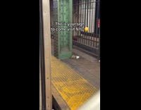 Rat eats silver foil at train platform