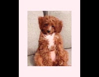 Collab KaleSaladIG - Brown dog sits upright on couch and runs when dinner is ready