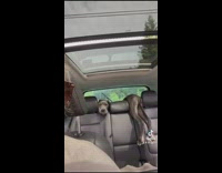 Dog gets stuck in backseat 