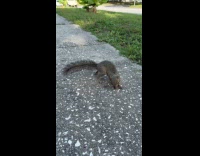Man shows squirrel runs around in circles