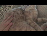 Collab DailyDoseOfInternet - Kid jiggle cat gets annoyed slap camera