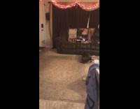 Grey Dog Spins On Carpet and Plays With Pink Circle Toy