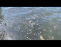 Collab DailyDoseOfInternet - Bread thrown into lots of catfish slowmo