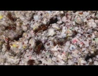 Brown ants inside glass tank cage