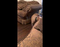 Collab ClipsIG - Grounded pitfall walks back inside its cage 