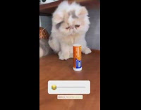 Fluffy Cat Knocks Tube Over 