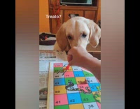 Golden retriever dog chutes and ladders game 