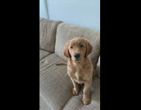 Golden retriever dog couch girl blows raspberries 
