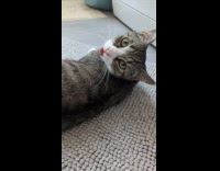 Cat tongue out lay on gray doormat