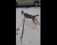 Dog on leash run play on snow
