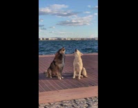 Two dogs bark howl together beach bay