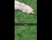 Tan dog gets head stuck in pot 