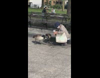 Lady feeds two geese at park 