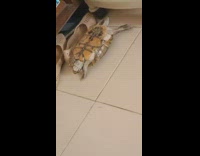 Pet turtle flipped over on its back trying to get back upright 
