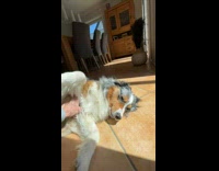 Dog on floor pull hand to get pets